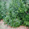Ilex Cornuta Burfordii Nana Chinese Holly 7 gal. Container