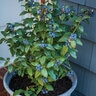 Vaccinium X Perpetua Blueberry