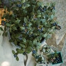 Vaccinium X Perpetua Blueberry