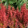 Berberis Thunbergii Orange Rocket Japanese Barberry 1 gal. Container