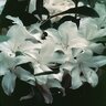 Rhododendron X White Lights Azalea