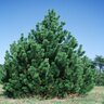 Pinus Heldreichii Bosnian Pine 7 ft. Height Ball and Burlap