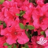 Rhododendron X Bloom-A-Thon Red Magnificence Azalea