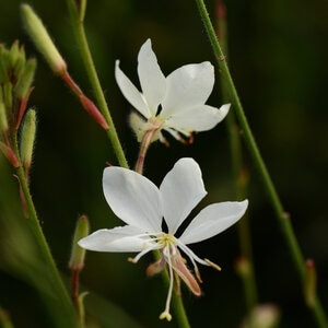 Oenothera (Gaura) lindheimeri Belleza White Gaura