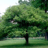 Crataegus Mollis Downy Hawthorn