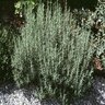 Rosmarinus Officinalis Rosemary SP4 Container