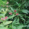 Illicium X Woodland Ruby Florida Anise 3 gal. Container
