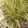 Phormium Tenax Tom Thumb New Zealand Flax 5 gal. Container