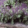 Salvia Verticillata Purple Rain Lilac Sage