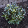 Sarcococca Hookeriana var. Humilis Sweet Box 3 gal. Container