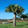 Sabal palmetto Cabbage Palm 16 ft. Height