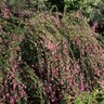 Lespedeza Thunbergii Gibraltar Pink Bush Clover 3 gal. Container