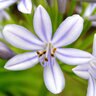 Agapanthus Africanus Neverland African Lily 1 gal. Container
