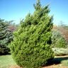 Juniperus Chinensis Spartan Chinese Juniper 2 Tier Poodle 5 gal. Container