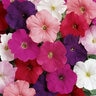 Petunia X Hybrida Madness Mix Floribunda Petunia SP4 Container