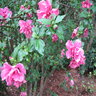 Hibiscus Syriacus Double Pink Rose of Sharon 5 gal. Container