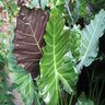 Alocasia X Mayan Mask Elephant Ear 3 gal. Container