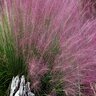 Muhlenbergia Capillaris Fast Forward Pink Muhly Grass 3 gal. Container