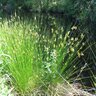 Juncus Effusus Soft Rush 5 gal. Container