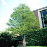 Taxodium Ascendens Pond Cypress 65 gal. Container