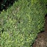 Buxus Microphylla var. Japonica Japanese Boxwood Globe 15 gal. Container