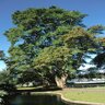Taxodium Mucronatum Montezuma Cypress 45 gal. Container