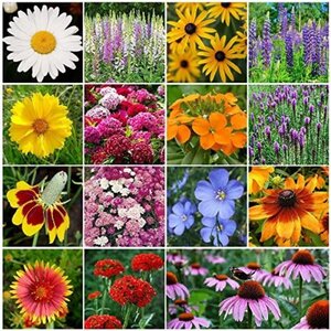 SEED WILDFLOWER MIX  1 lb.