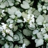 Lamium Maculatum White Nancy Deadnettle SP4 Container