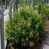 Lantana Camara Miss Huff Lantana 1 gal. Container