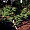 Acer Palmatum Shishigashira Japanese Maple 6 ft. Height Ball and Burlap