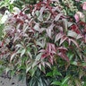Leucothoe Axillaris Coastal Doghobble 3 gal. Container