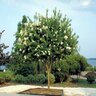 Ligustrum Japonicum Japanese Waxleaf Privet 7 gal. Container