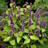Agastache Foeniculum Golden Jubilee Hyssop 1 gal. Container