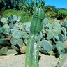 Pachycereus Marginatus Mexican Fence Post Cactus 5 gal. Container