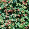 Lonicera Sempervirens Magnificia Trumpet Honeysuckle