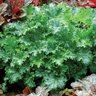 Heuchera X Apple Crisp Coral Bells