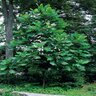 Magnolia Macrophylla Bigleaf Magnolia 8 ft. Height Ball and Burlap