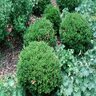 Buxus sinica var. insularis Wintergreen Korean Boxwood 36 in. Height Ball and Burlap