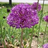 Allium Bulb Tall Purple Sensation Ornamental Onion Each
