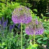 Allium Bulb Tall Purple Sensation Ornamental Onion Each