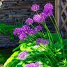 Allium Bulb Tall Purple Sensation Ornamental Onion Each
