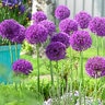 Allium Bulb Tall Purple Sensation Ornamental Onion Each