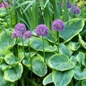 Allium Bulb Tall Purple Sensation Ornamental Onion Each
