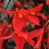 Begonia Boliviensis Mistral Begonia