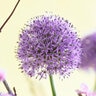 Allium Bulb Giganteum Gladiator Ornamental Onion Each