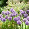 Allium Bulb Giganteum Gladiator Ornamental Onion Each