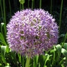 Allium Bulb Giganteum Globemaster Ornamental Onion
