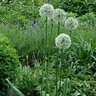 Allium Bulb Giganteum Mount Everest Ornamental Onion Each