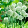 Allium Bulb Giganteum Mount Everest Ornamental Onion Each