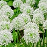 Allium Bulb Giganteum Mount Everest Ornamental Onion Each